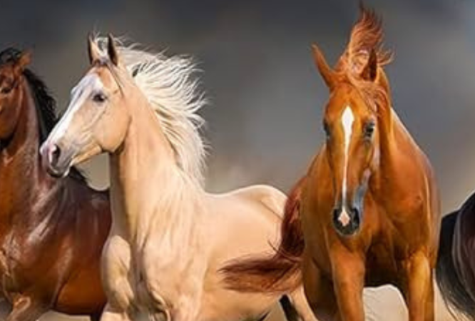 Untitled design (11)