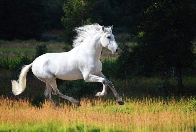 horse-cancer-800x560-l